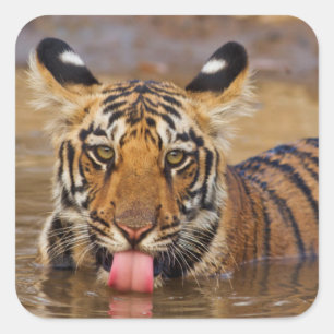 Königlicher Bengal-Tiger-Jungtier, Wasser trinkend Quadratischer Aufkleber