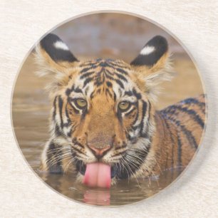 Königlicher Bengal-Tiger-Jungtier, Wasser trinkend Untersetzer