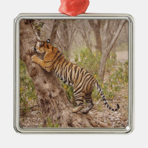 Königlicher Bengal-Tiger klettert auf den Baum, Ornament Aus Metall