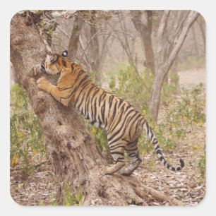 Königlicher Bengal-Tiger klettert auf den Baum, Quadratischer Aufkleber