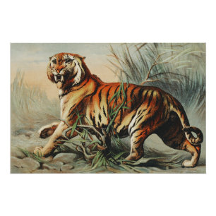 Königlicher Bengal-Tiger Poster