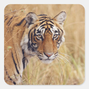 Königlicher Bengal-Tiger Quadratischer Aufkleber