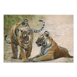 Königlicher Bengal-Tiger und Junge, Ranthambhor Fotodruck