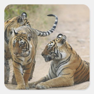 Königlicher Bengal-Tiger und Junge, Ranthambhor Quadratischer Aufkleber
