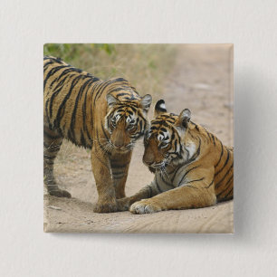 Königlicher Bengal-Tiger und Jungtier - Berührung Button