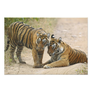 Königlicher Bengal-Tiger und Jungtier - Berührung Fotodruck
