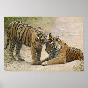 Königlicher Bengal-Tiger und Jungtier - Berührung Poster