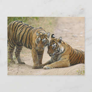 Königlicher Bengal-Tiger und Jungtier - Berührung  Postkarte