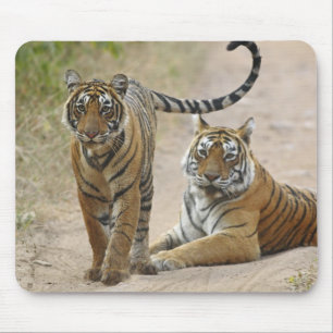 Königlicher Bengal-Tiger und Jungtier, Ranthambhor Mousepad