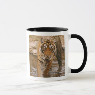 Königlicher bengalischer Tiger, der aus Tasse