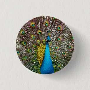 Königlicher Pfau mit den aquamarinen und Button