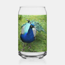 Königlicher Pfau-Power