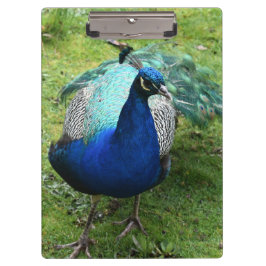 Königlicher Pfau-Power Klemmbrett