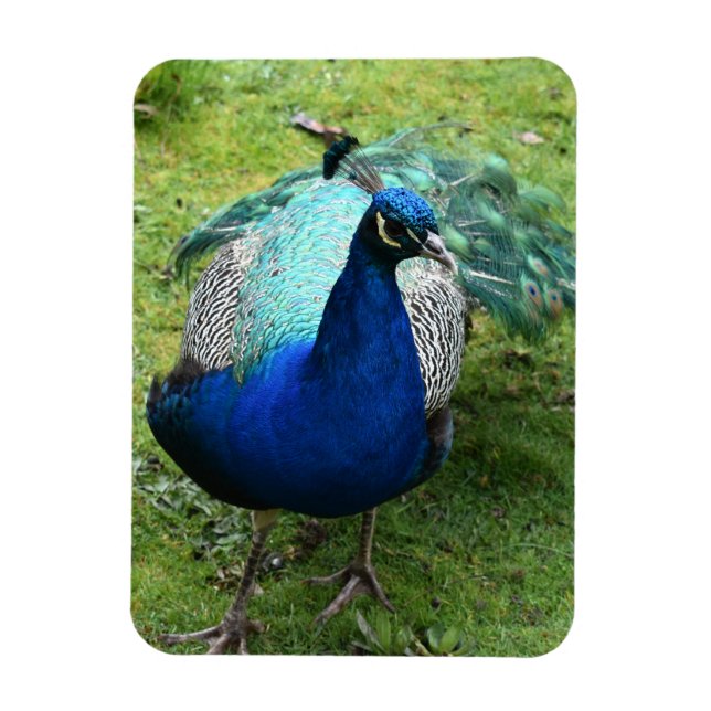 Königlicher Pfau-Power Magnet (Vertikal)
