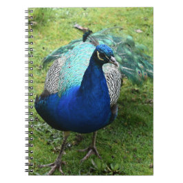 Königlicher Pfau-Power Notizblock