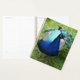 Königlicher Pfau-Power Planer