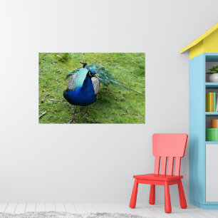 Königlicher Pfau Power Poster