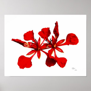 Königlicher Poinciana-Blumenposter Poster