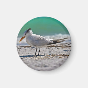 Königlicher Seeschwalben-Magnet Magnet