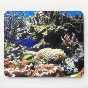 Königlicher Tangfisch unter den Korallen Mousepad