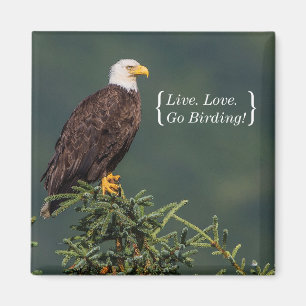 Königlicher Weißkopfseeadler Magnet