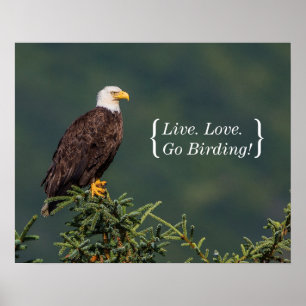 Königlicher Weißkopfseeadler Poster