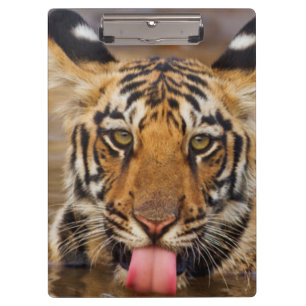 Königliches bengalisches Tigerjunges, Trinkwasser Klemmbrett