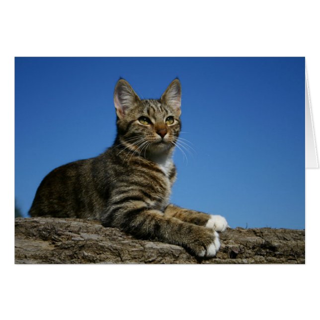 [Königliches Katzen-Porträt] - irgendeine (Vorderseite (Horizontal))