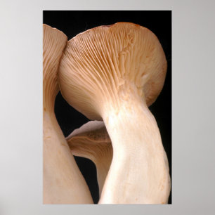 Königliches Trompete-Pilz-Foto Poster