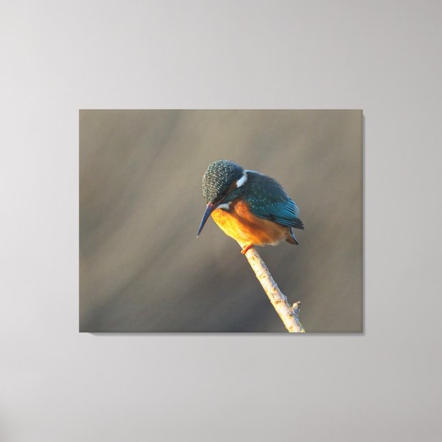 Königsfischer Leinwanddruck (Vorderseite)