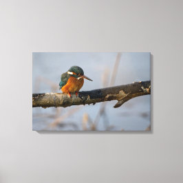 Königsfischer Leinwanddruck