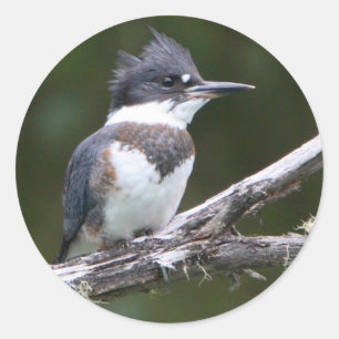 Königsfischer Runder Aufkleber