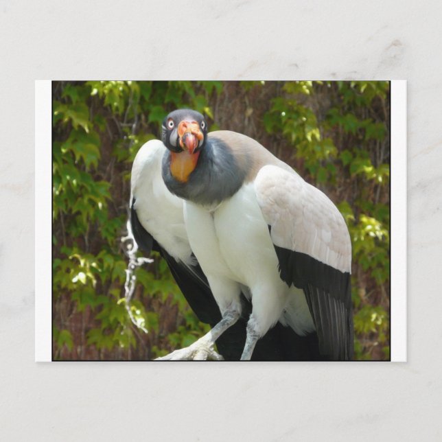 Königsgeier Postkarte (Vorderseite)