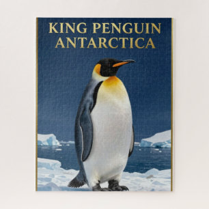 🐧 Königspinguin Antarktika Wildtiere