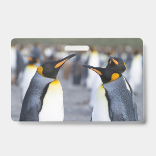 Königspinguine Ausweis