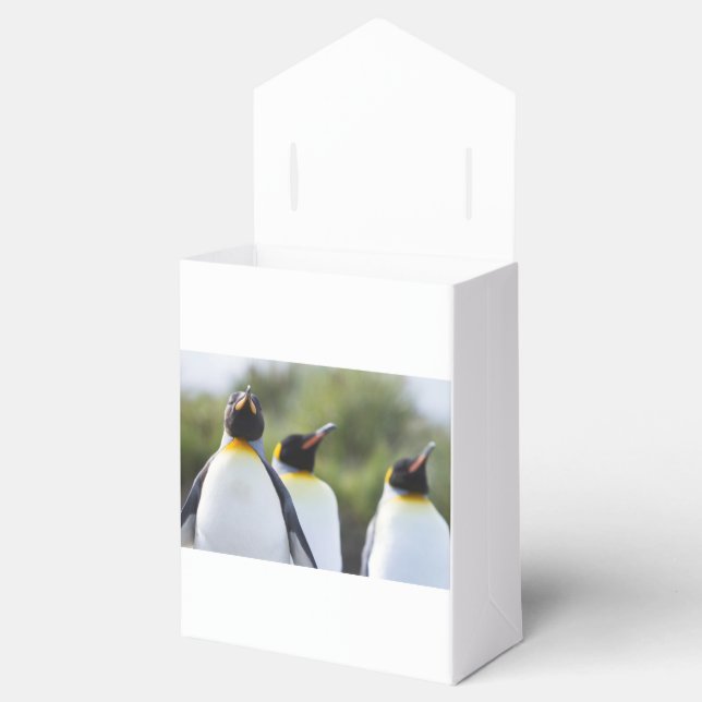 Königspinguine Geschenkschachtel (Geöffnet)