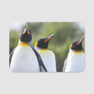 Königspinguine Namensschild