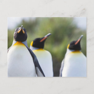 Königspinguine Postkarte