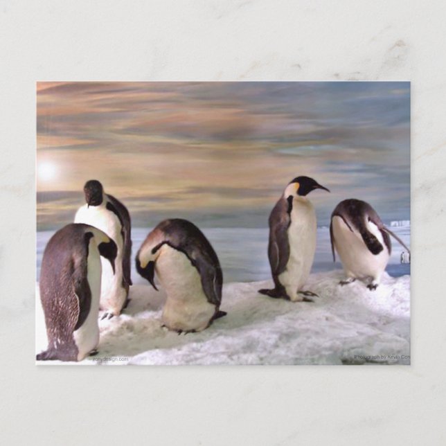 Königspinguine Postkarte (Vorderseite)