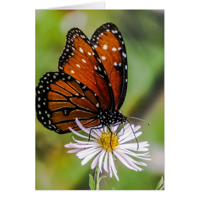Königsschmetterling (Vorne)