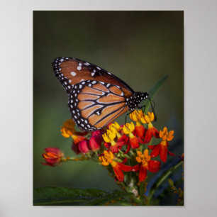 Königsschmetterling auf tropischen Milchkraut Poster