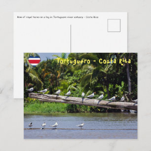 Königsschwalben, Mündung des Tortuguero-Flusses - Postkarte