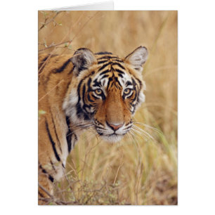 Königstiger