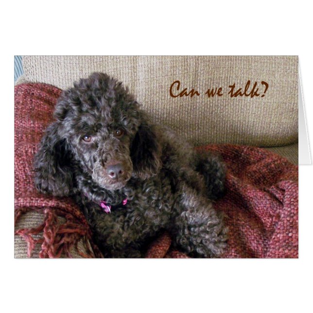 Können wir reden? Niedliches Brown Poodle und Blan (Vorderseite (Horizontal))