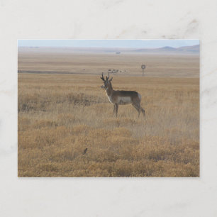 Kontemplative Antelope Postkarte