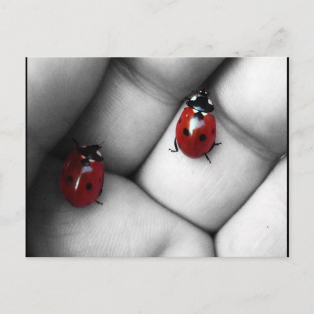 Kontrastlebens Postkarte (Vorderseite)