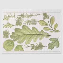 Konversations-Blätter (1894) Ephemera Decoupage Seidenpapier