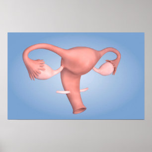 Konzeption des weiblichen Fortpflanzungsorgans 1 Poster