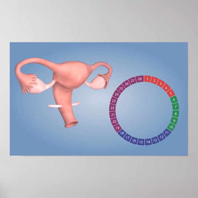 Konzeption des weiblichen Fortpflanzungsorgans 3 Poster (Vorne)