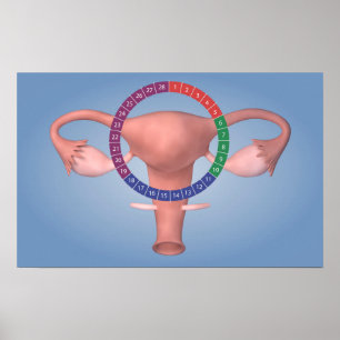Konzeption des weiblichen Fortpflanzungsorgans 4 Poster